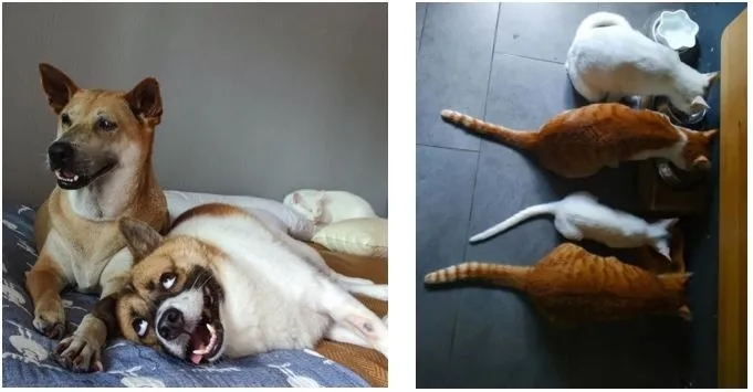 Raj救助的動物